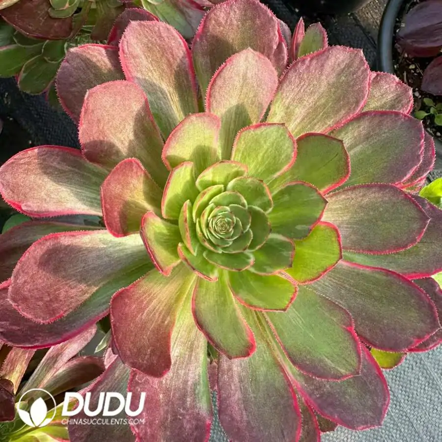 1756120076-e201-77.webp 8Pcs Aeonium Lotus Seat Clustering - Image 1