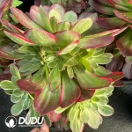 8Pcs Aeonium Lotus Seat Clustering - Image 2