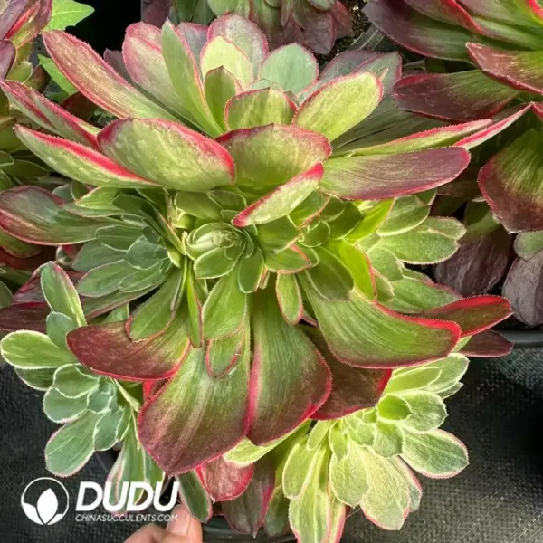 8Pcs Aeonium Lotus Seat Clustering - Image 2