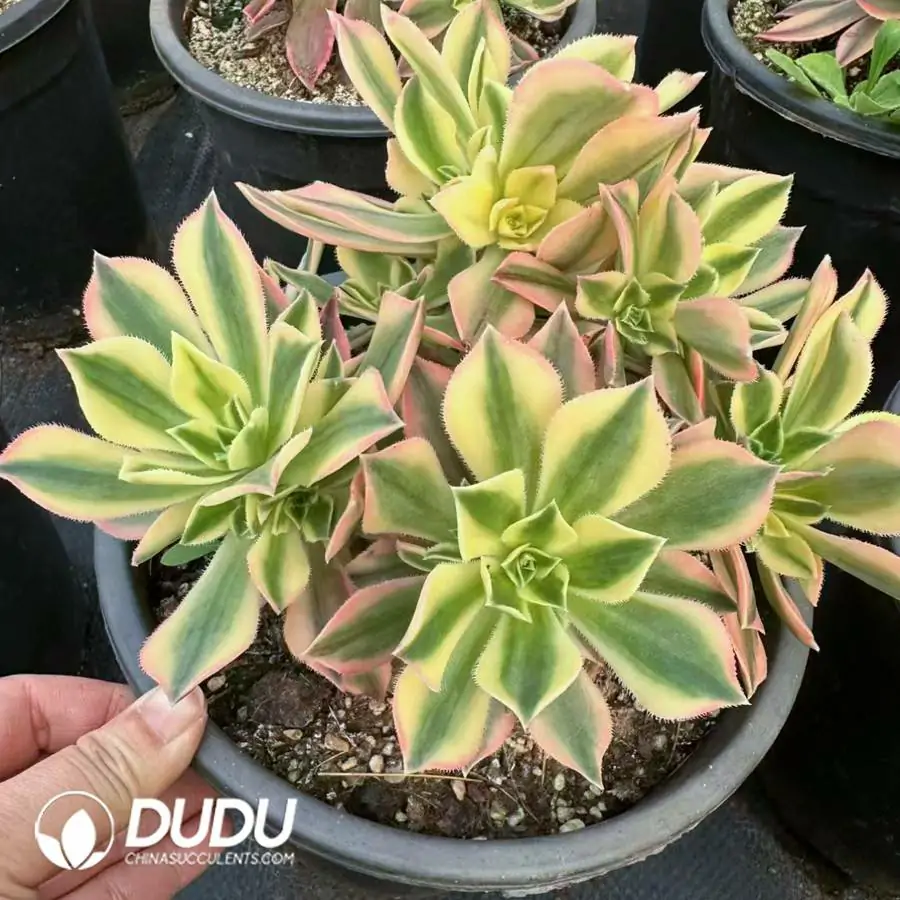 1756120083-e201-80.webp 8Pcs Aeonium Maple Leaf clustering - Image 1