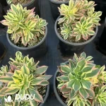 8Pcs Aeonium Maple Leaf clustering - Image 2