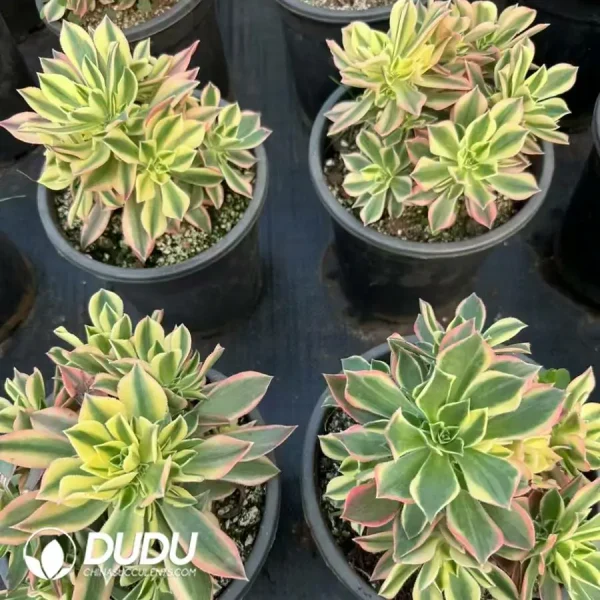 8Pcs Aeonium Maple Leaf clustering - Image 2