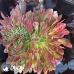 8Pcs Aeonium Godness Cristata clustering