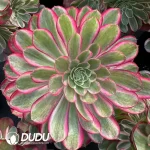 8Pcs Aeonium Peacock Feather Clustering