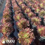 8Pcs Aeonium Godness Cristata clustering - Image 2