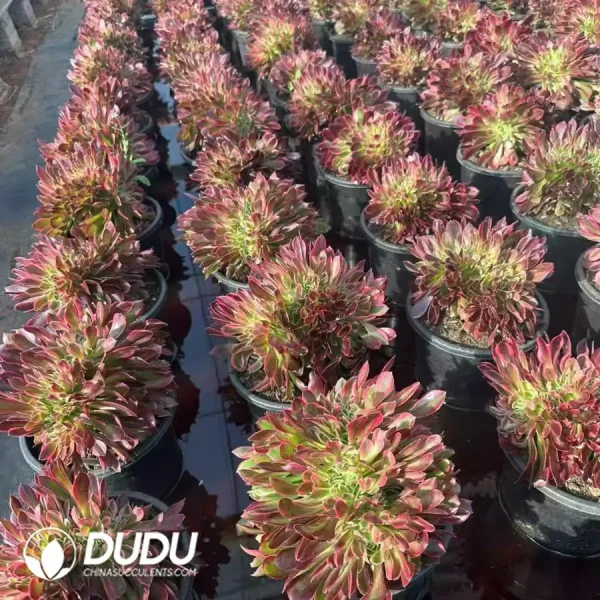 8Pcs Aeonium Godness Cristata clustering - Image 2