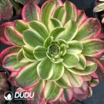 8Pcs Aeonium Neptune Clustering