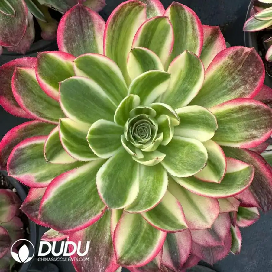 1756120088-e201-83.webp 8Pcs Aeonium Neptune Clustering - Image 1