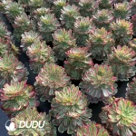 8Pcs Aeonium Peacock Feather Clustering - Image 2