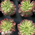 8Pcs Aeonium Neptune Clustering - Image 2