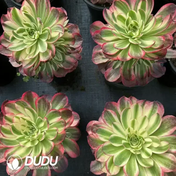 8Pcs Aeonium Neptune Clustering - Image 2