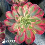 8Pcs Aeonium Cloud Lotus Clustering