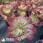 8Pcs Aeonium Cloud Lotus Clustering - Image 2