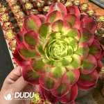 15Pcs Aeonium Jade Posture Clustering