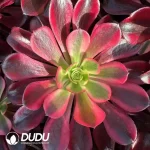 15Pcs Aeonium Medusa Clustering