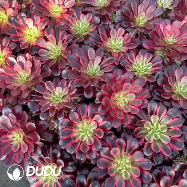 15Pcs Aeonium Medusa Clustering - Image 2