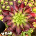 15Pcs Aeonium Shao Hua Clustering