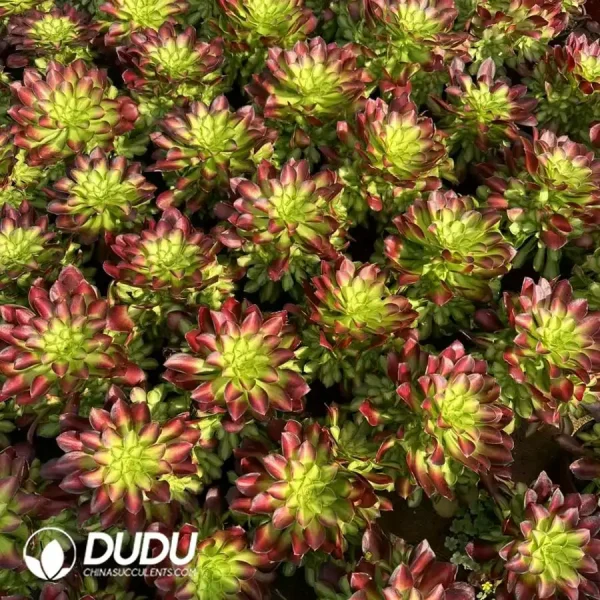 15Pcs Aeonium Shao Hua Clustering - Image 2