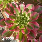 15Pcs Aeonium White Phoenix Clustering