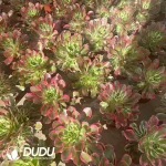 15Pcs Aeonium White Phoenix Clustering - Image 2