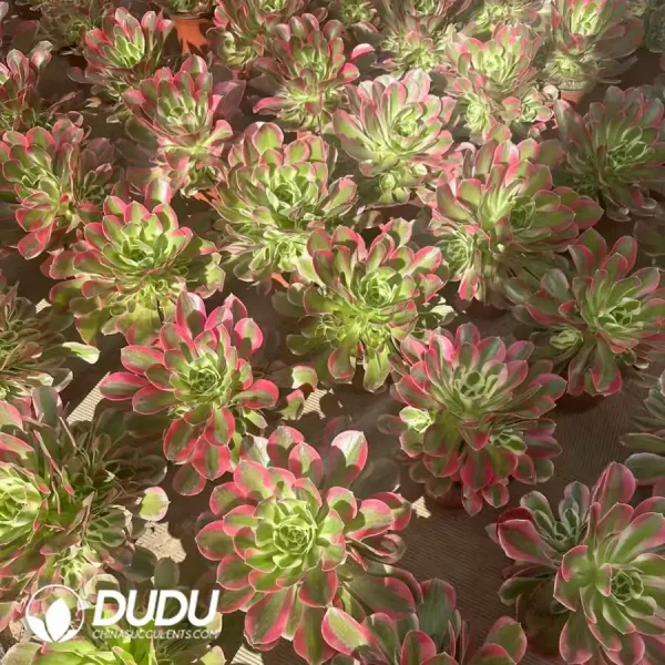 15Pcs Aeonium White Phoenix Clustering - Image 2