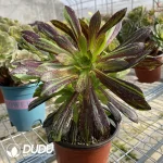 Aeonium Ink painting Clustering