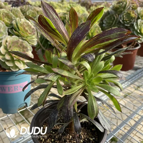 Aeonium Ink painting Clustering - Image 3