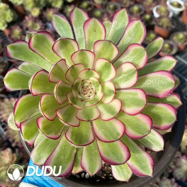 Aeonium Sweet Pomegranate - Image 1