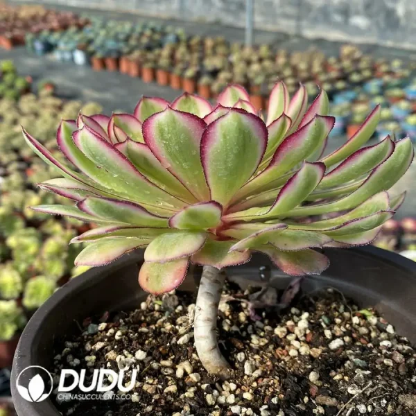 Aeonium Sweet Pomegranate - Image 2