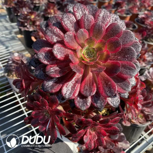 1756120124-1744708423-e201.webp Aeonium Black Swan Clustering - Image 1