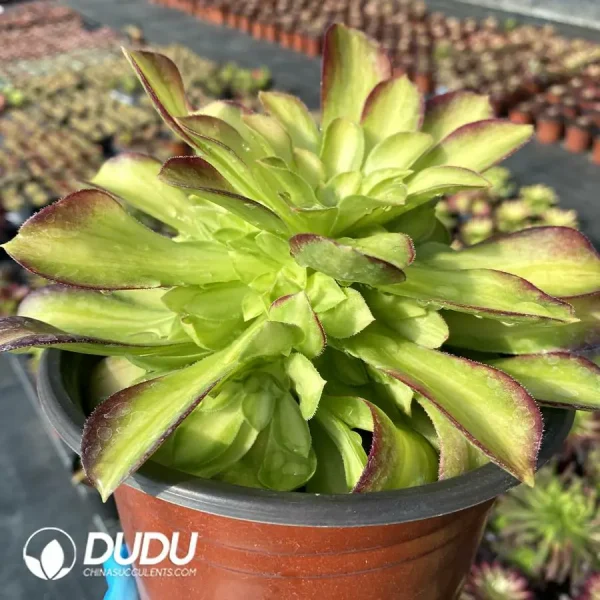 Aeonium Shaohua Clustering - Image 2