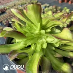 Aeonium Shaohua Clustering - Image 3