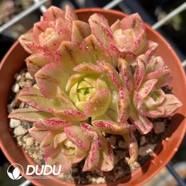 Aeonium Sweet Tea Clustering - Image 1