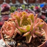 Aeonium Sweet Tea Clustering - Image 2