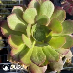 Aeonium Blushing Beauty