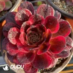 Aeonium Red King Kong