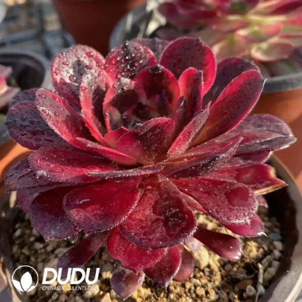Aeonium Red King Kong - Image 2