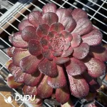 Aeonium Dark Goddess