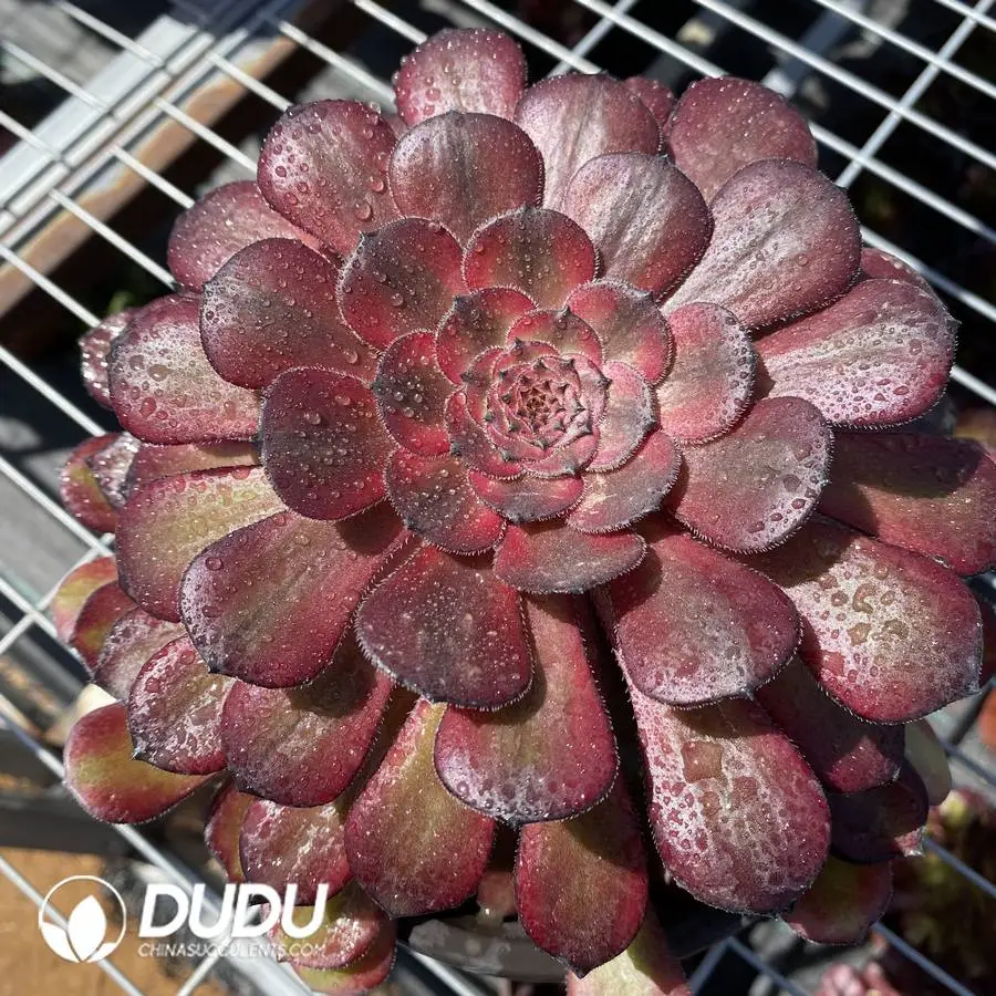 1756120139-1745472026-e201.webp Aeonium Dark Goddess - Image 1