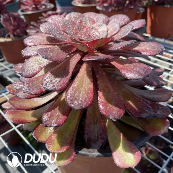 Aeonium Dark Goddess - Image 2