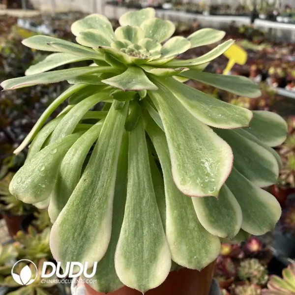 Aeonium Pink Daisy Clustering - Image 3