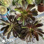 Aeonium Ink Painting Clustering