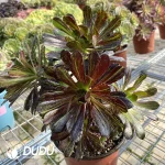 Aeonium Ink Painting Clustering - Image 3