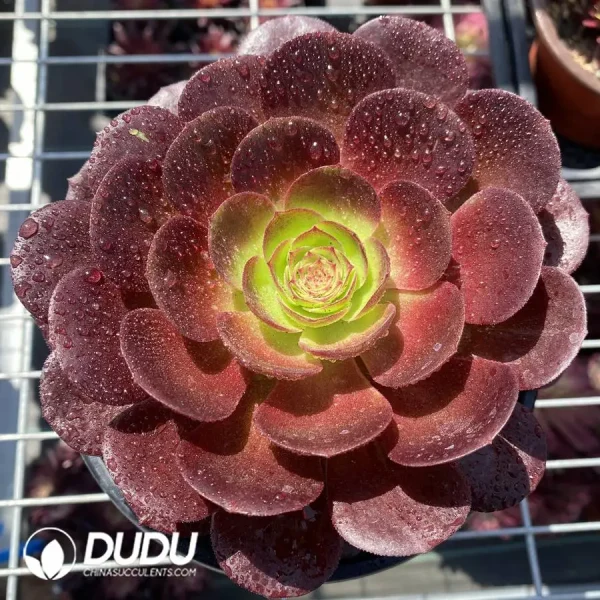 1756120152-1745574486-e201.webp Aeonium Red Lotus - Image 1
