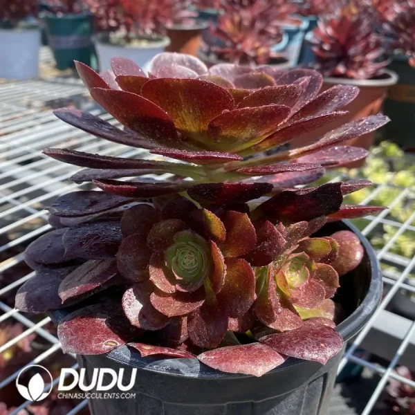1756120153-1745574487-e202.webp Aeonium Red Lotus - Image 2