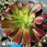 Aeonium Plum Purdy Clustering