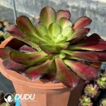 Aeonium Plum Purdy Clustering - Image 3