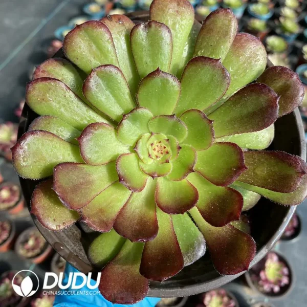 Aeonium Garnet - Image 1