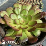 Aeonium Garnet - Image 2