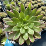Aeonium Stars Clustering